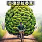 一命通關(guān)最新版下載